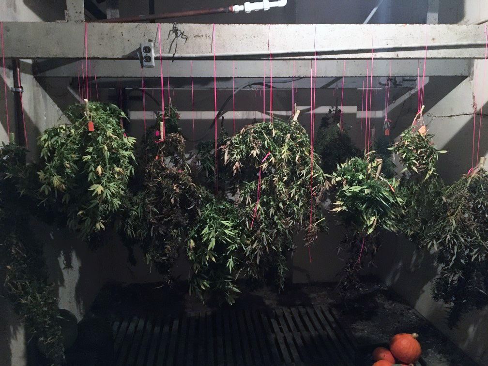 Hemp plants hang from string on the top of a metal beam in an enclosed building.